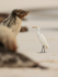 Cattle Egret and Galapagos Sea Lion watchful of each other, Espanola