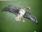 Canadian Goose - coming in