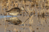 Long-billed Dowitcher, Bosque del Apache, New Mexico