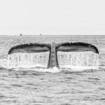 Juneau and Humpbacked Whales-151