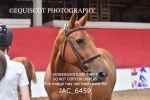 JAC_6459