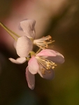 Close Up Of Blossom In My Garden