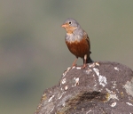 Cretzchmar's Bunting