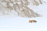 Red Fox near Trout Creek, Hayden Valley, Yellowstone National Park