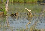 Squacco Heron