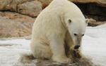 Polar bear.