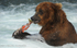 Grizzly bear caught a salmon at Brooks falls
