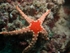 Starfish