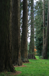 Westonbirt _WB023