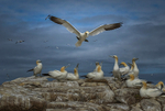 Gannets at Saltee Island, County Wexford, Ireland.