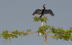 Ahinga and pied kingfisher