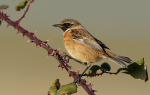 Stonechat
