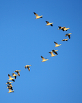 Snow Geese flying in formation, Bosque del Apache, New Mexico