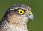 Sparrowhawk
