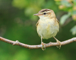 Sedge Warbler perched on a branch at Otmoor