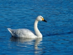 Bewick's Swan
