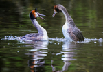 Grebe pair 3906322