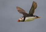 Puffin Flight