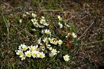 Mountain Avens 2631
