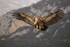 Griffon Vulture slowing to land, Pre-Pyrenees, Spain