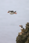 Puffin watches another gliding, Bempton Cliffs, Yorkshire