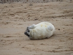 Atlantic Grey Seal