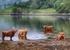 Highland Cows cooling down in the summer heat.