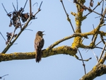 Grasshopper Warbler