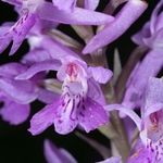 Spotted Orchid (Dactylorhiza maculata ssp saccifera)