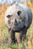A gentle rhinoceros