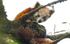 Red Panda
