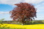 LANDSCAPE portfolio