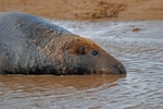 Atlantic Grey Seal