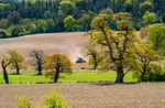 z3773 Springtime in Brading