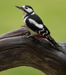 GS WOODPECKER (chap) REF WOOD 8