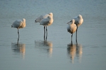 Spoonbills