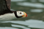 Close view of flying Horned Puffin, Duck Island, Alaska