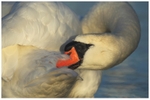 Preening Swan