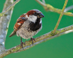 House Sparrow portfolio