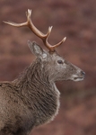 Red Deer
