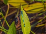 Azure Damselfly