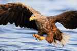 White-tailed Sea-Eagle talons extended close view, ready to grab fish