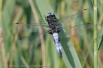 Scarce Chaser (Libellula fulva) portfolio
