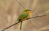 A little bee-eater