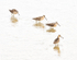 DOWITCHERS - KOUCHIBOUGUAC NP, NB