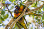 Lorikeet Pair 0A3A4740