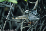 Striated heron (Isabela island)