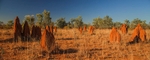 Termite mounds Mt Isa