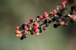 Blackberry bush FR _001
