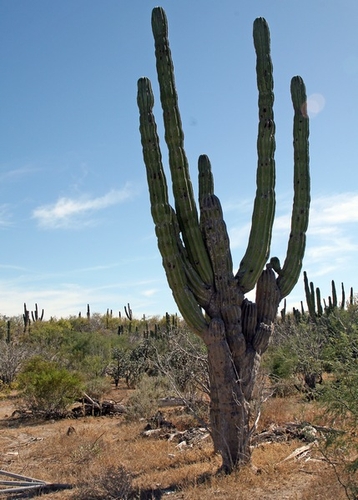 Archive: Mexico